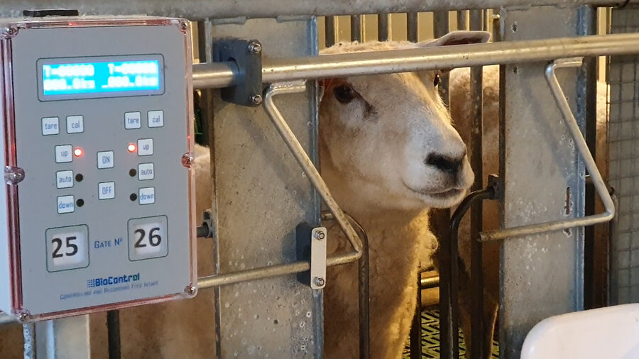 Senter for husdyrforsøk på NMBU har fasiliteter for å stalle opp småfe enkeltvis. 