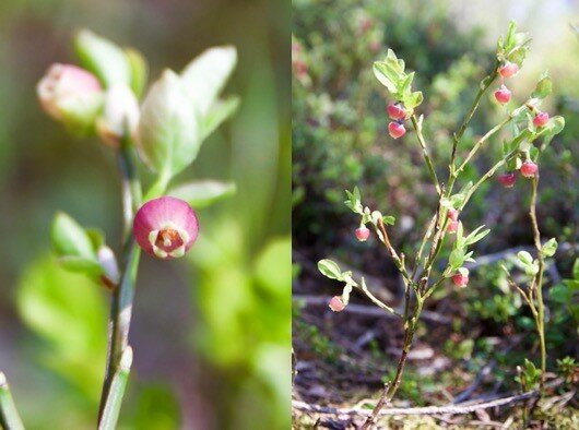 Foto av blåbærplante fra Rafael Benevenutos studieområde i Kaupanger, Norge.