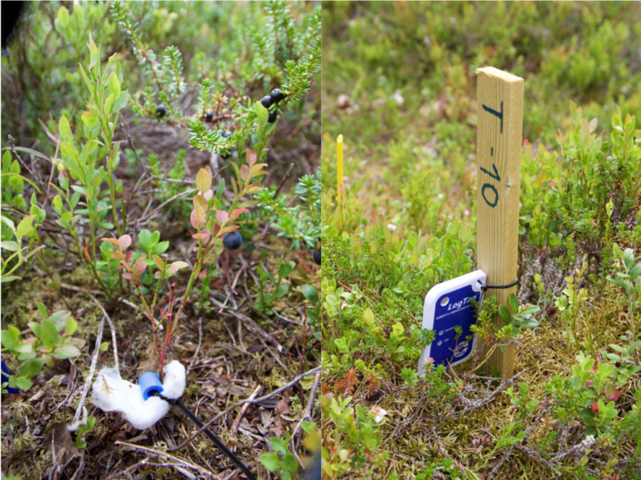 Blåbærplante og datalogger som måler temperatur og fuktighet. 