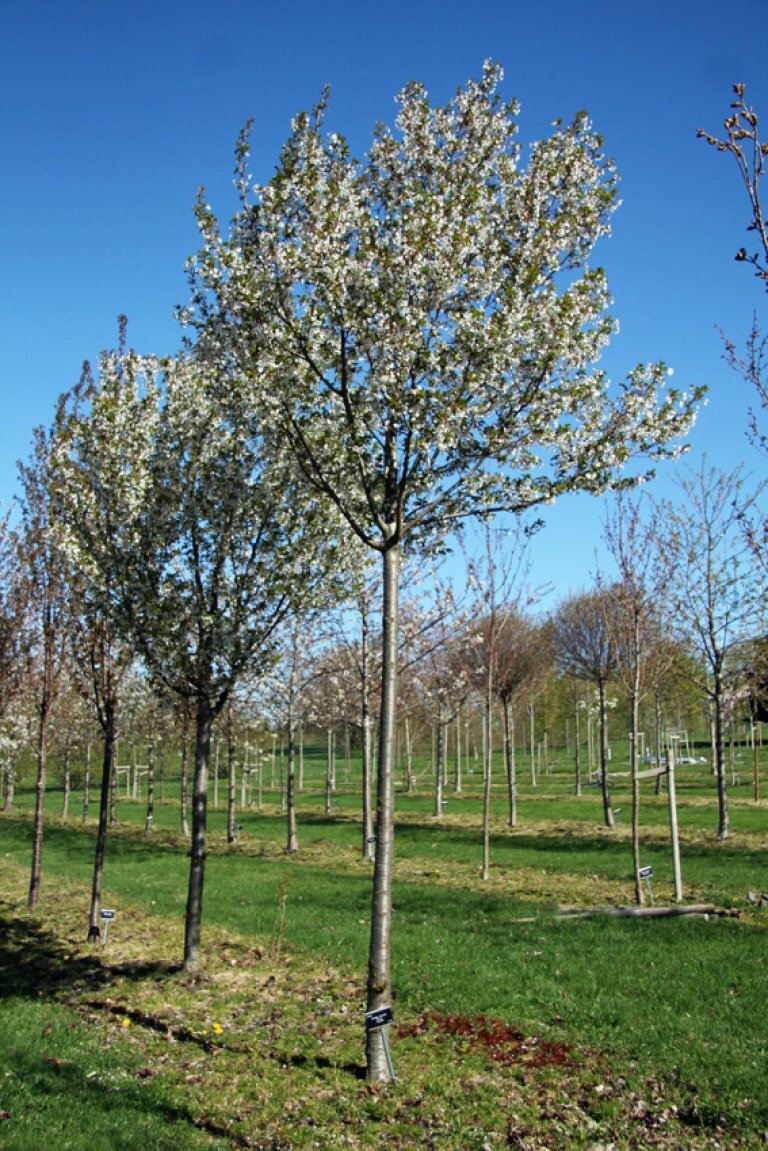 Blomstrende kirsebærtrær i Treforsøksparken. 