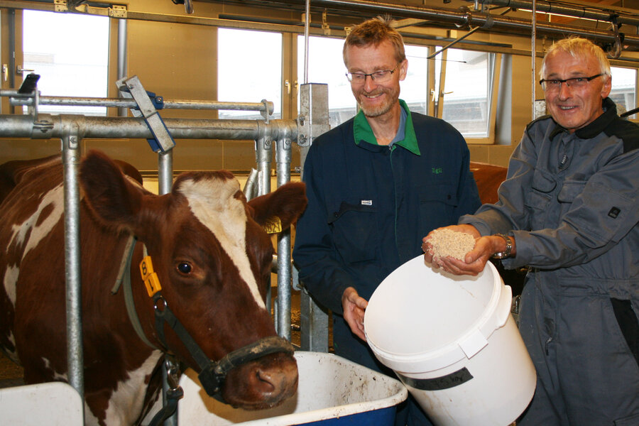 Egil Prestløkken og Odd Magne Harstad, begge forskere ved NMBU, fikk ideen om å prøve ut sagflis som fôr til ku.