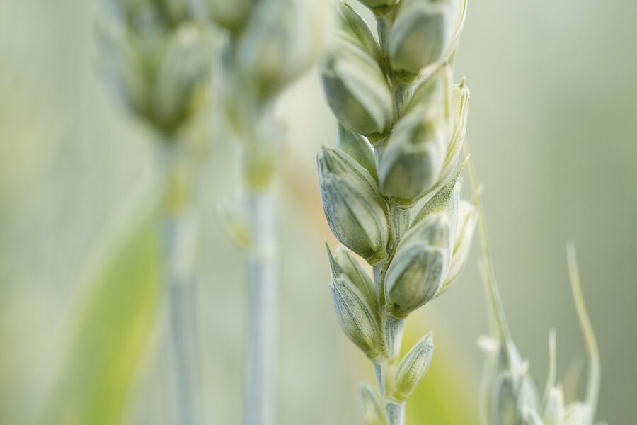 Mais og hvete har endret rotsystem for å økt toleransen for tørke