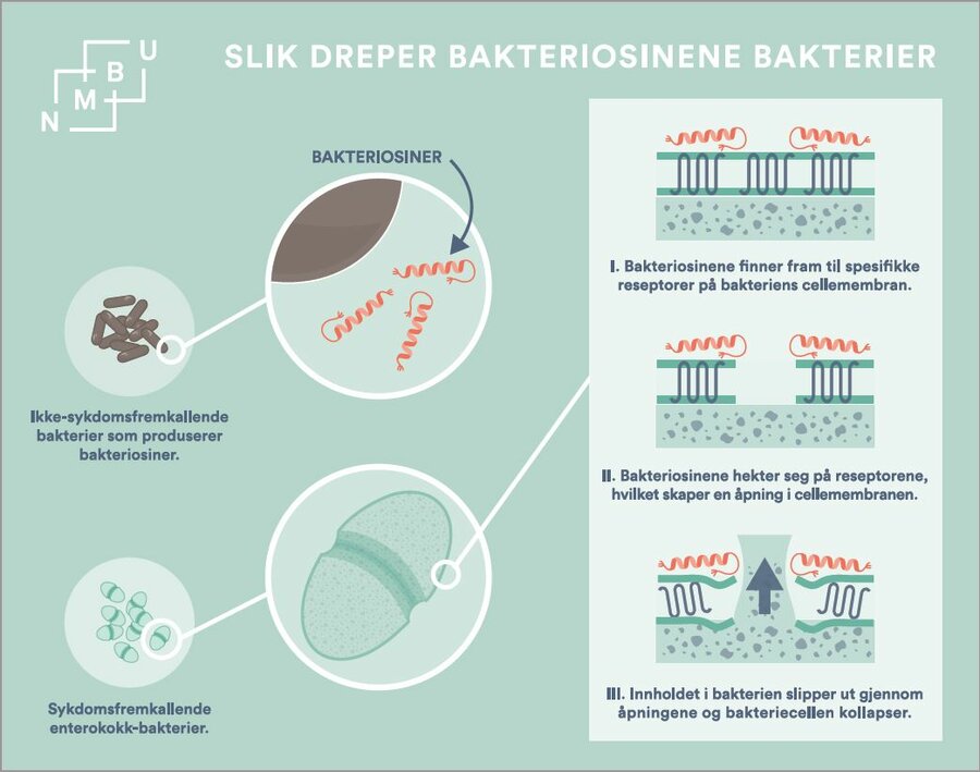 Figuren viser hvordan bakteriosiner dreper bakterier. 