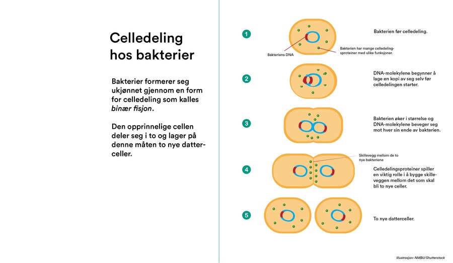 Illustrasjonen viser normal celledeling hos bakterier. 