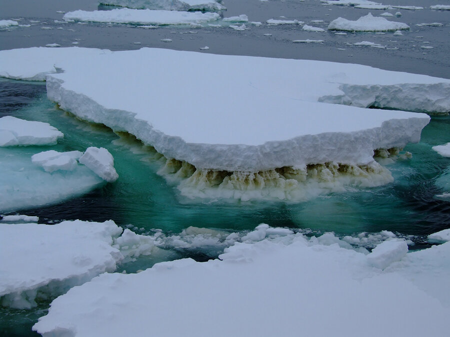 Bildet viser et brunt lag med is-alger på havis i Antarktis. Disse mikrobene lever i havisen. De utgjør begynnelsen på mange næringskjeder som gir mat til større dyr i havet. Smeltende is er et problem for disse algene, hvilket igjen kan bety dårligere ma