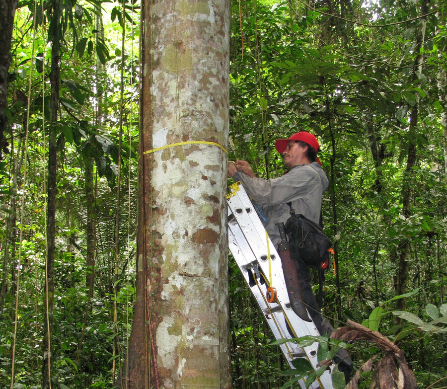 Measuring Amazon trees in Peru.