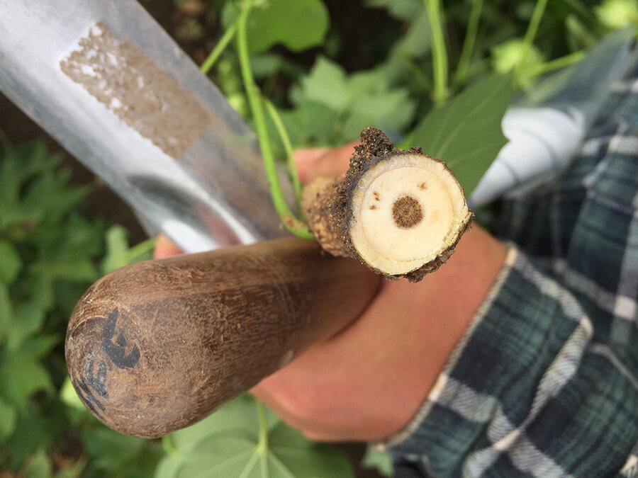 Hvete og bomull er eksempler på planter som er mer mottagelige for jordbårne plantesykdommer under klimaendringer og ekstremvær. Dette vil kunne påvirke produksjonen av disse plantene.