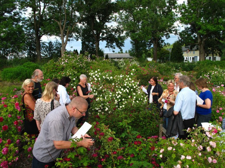 Omvisning i rosesamlingen ved NMBU. Roseguider er Eva Vike (t.h.) og nå avdøde Unni Dahl Grue, som sammen ledet Roseaksjonen og etableringen av rosesamlingen på Ås. 