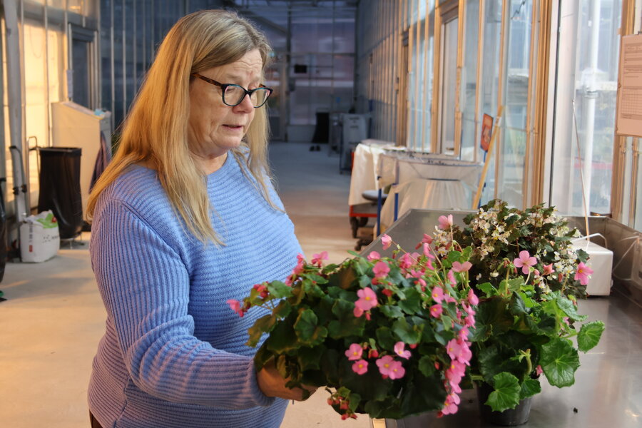 Planteprofessor Trine Hvoslef-Eide med foreldreplantene og søskenet til julestjerna. De blir tatt godt vare på i veksthuset på Senter for klimaregulert planteforsking, SKP på NMBU