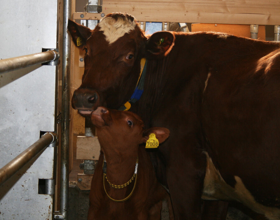 I forskningsprosjektet SmartCalfCare kunne kua besøke kalven sin så mange ganger hun ville for å kose og gi kalven melk 