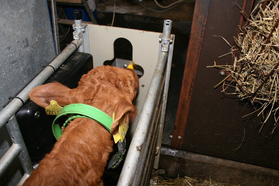 Da det var nedtrapping på besøket av mor, måtte kalven lære hvordan melkeautomaten virker. 