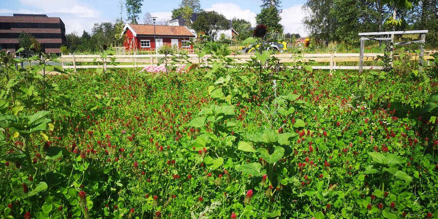 Blodkløver og solsikker.