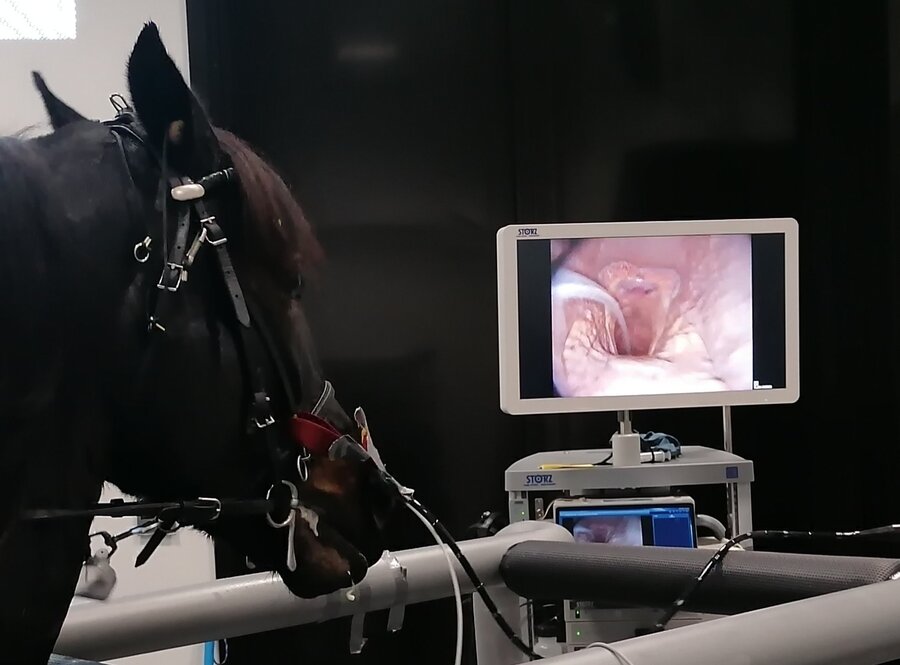 Ved hjelp av en liten trykksensor i luftrøret nedenfor strupen kan veterinærene se hvilket trykk hesten har i luftveien på inn- og ut-pust. Under undersøkelsen bruker de også kamera.