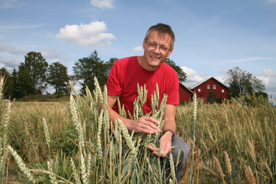 Planteforsker Morten Lillemo en av forsøksfeltene på NMBU hvor hvete i fremtiden også vil bli testet for tørketoleranse. 