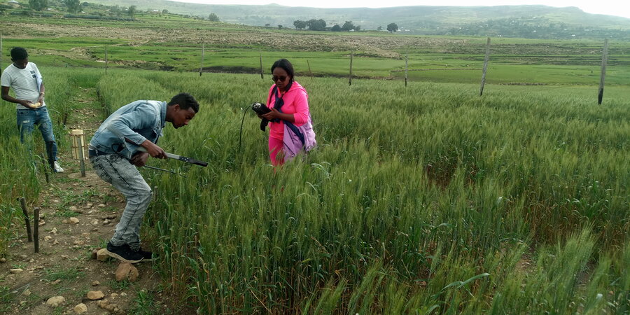 From Merkeb Woldu Bezabeh's fieldwork in Ethiopia. 

