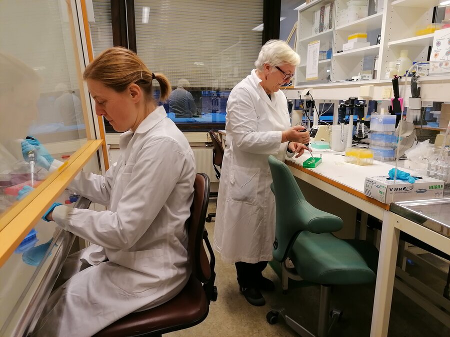 Elena Kirsanova (t.v.) og Ingrid Olsaker ved Veterinærhøgskolen studerer ektracellulære vesikler som finnes i melka.