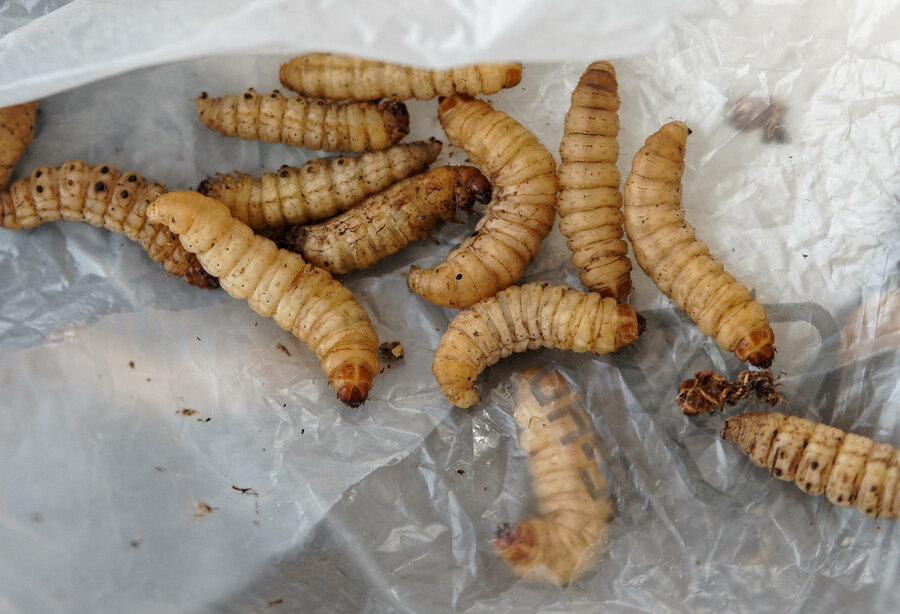 Voksmøll-larvene kan gi oss en ny måte å gjenvinne plast på. 