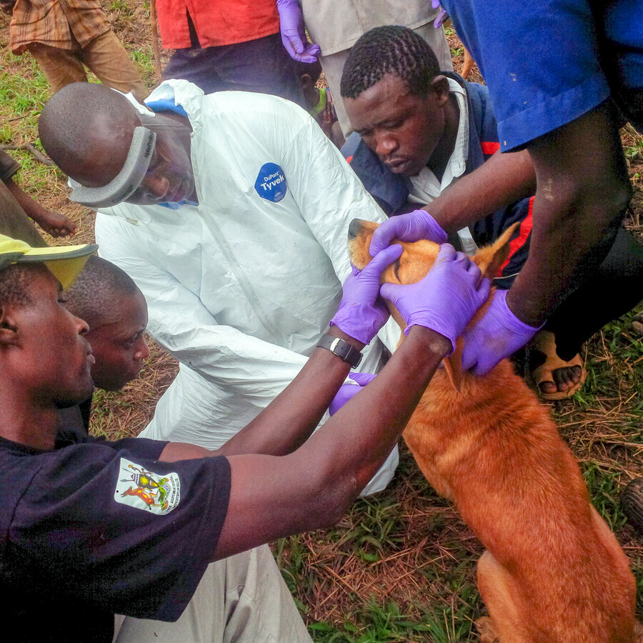 For første gang ble det påvist antistoffer mot ebolavirus og Marburgvirus hos husdyr. Det kan bety at husdyrene fungerer som mellomvert for virusene mellom ville dyr og mennesker.