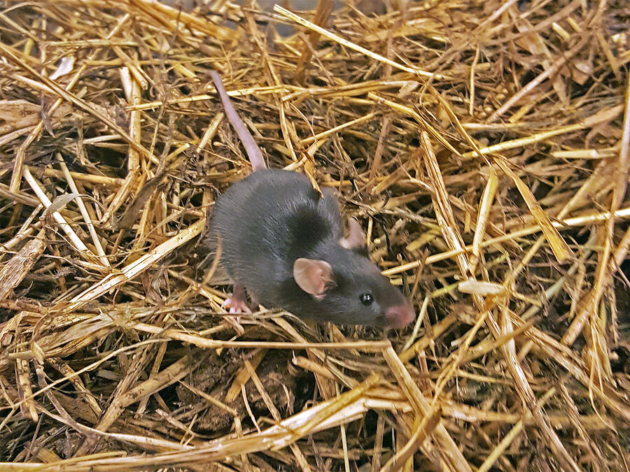 I denne studien har musene bodd i store binger med elementer som man finner i et typisk fjøsmiljø.