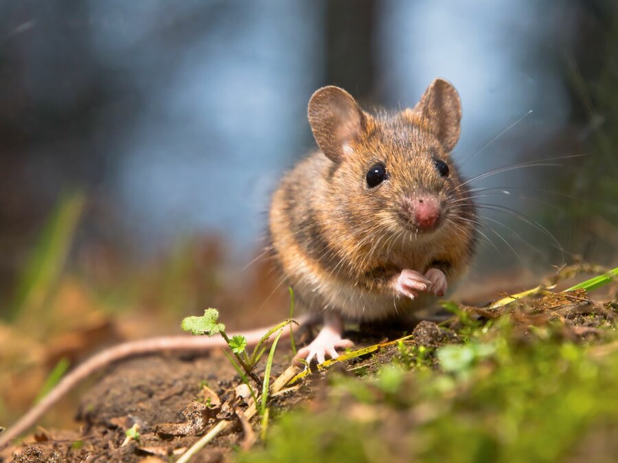 Vill småskogmus på skogbunnen (bildet er hentet fra Shutterstock).