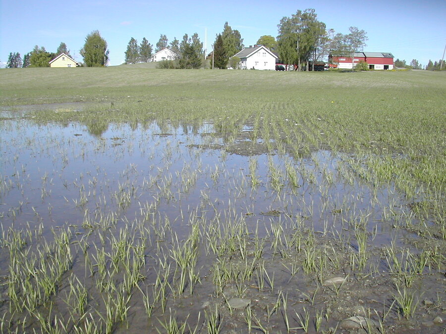 Saturated soil after precipitation during early spring cereal growth.