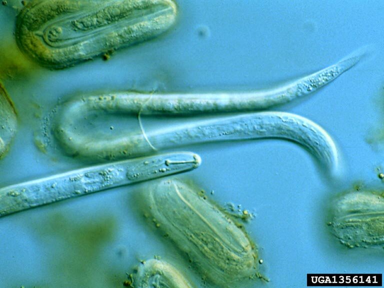 Bilde av selve nematoden, Globodera rostochiensis.
