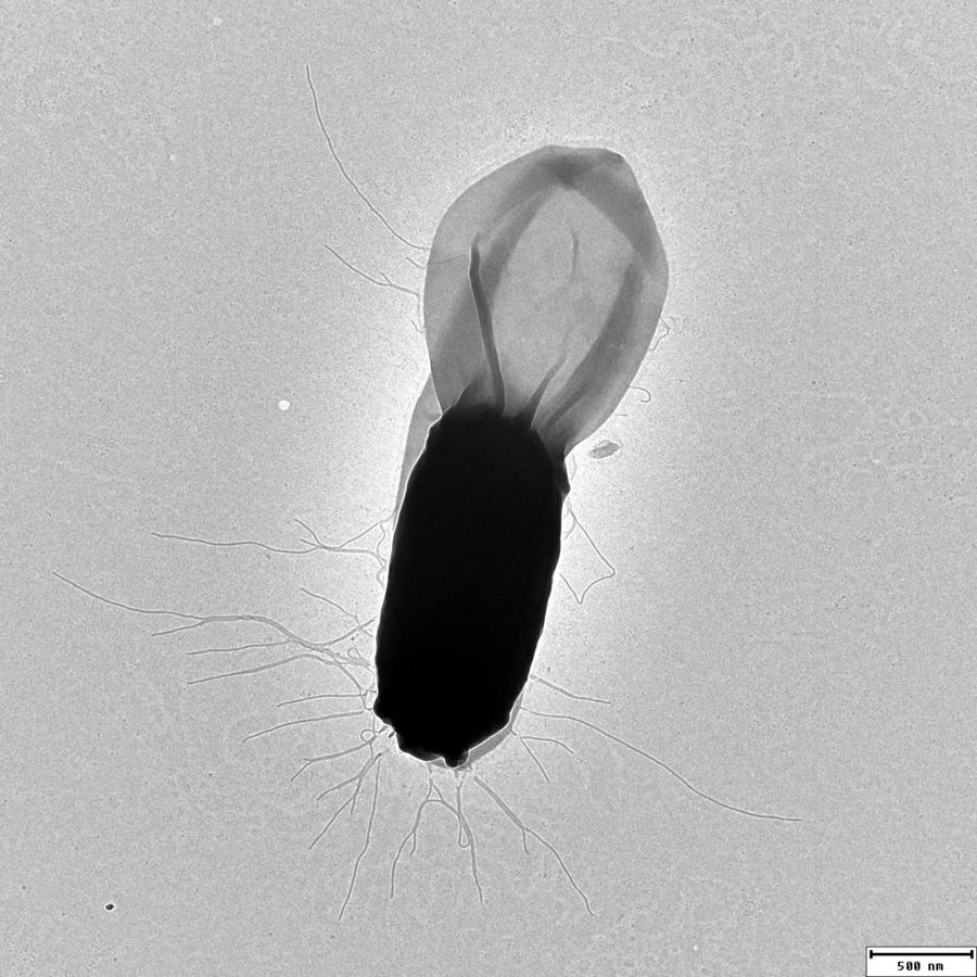 Et transmisjonselektronmikroskopibilde av en Bacillus cereus-spore. De lange trådene på sporeoverflaten hjelper sporene med å feste seg effektivt til overflater og hverandre og danne grunnlag for biofilm.