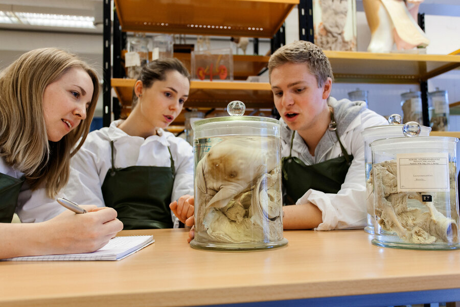 Studentene bruker organpreparater både i undervisning og til egenarbeid. Her studerer studenter på Adamstuen preparater på sprit.