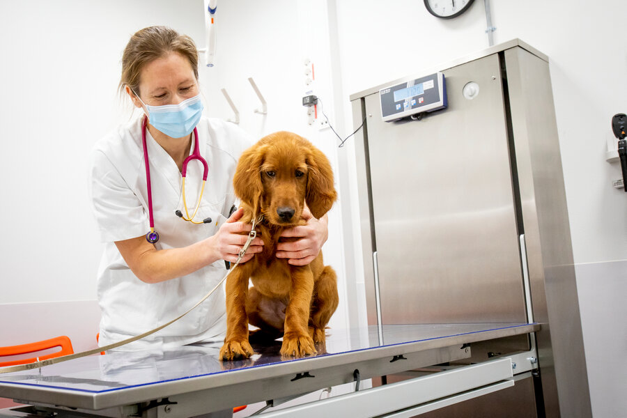 Veterinær og førsteamanuensis Heidi Sjetne Lund ga Balder en helsesjekk og vaksine. Pasienten virket godt fornøyd.