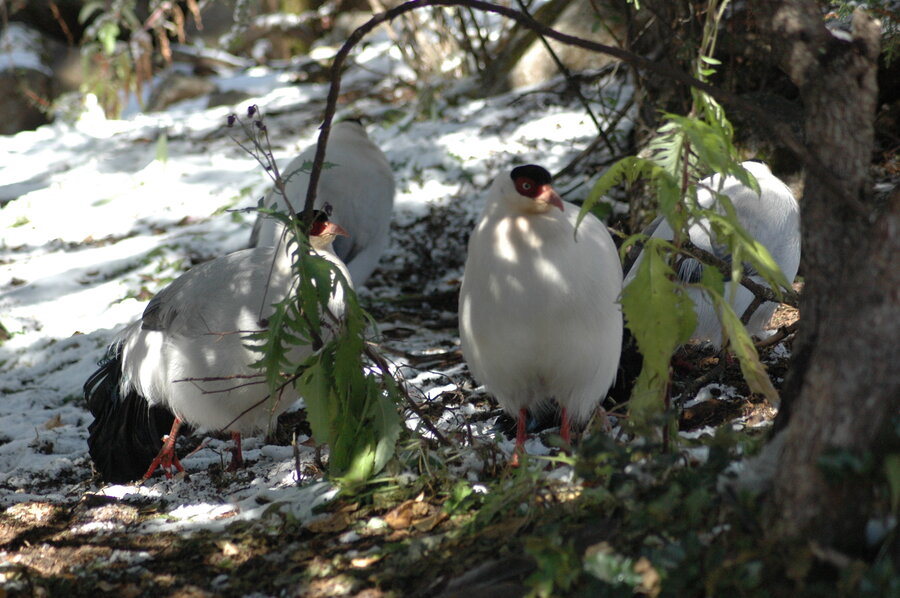 White eared pheasant