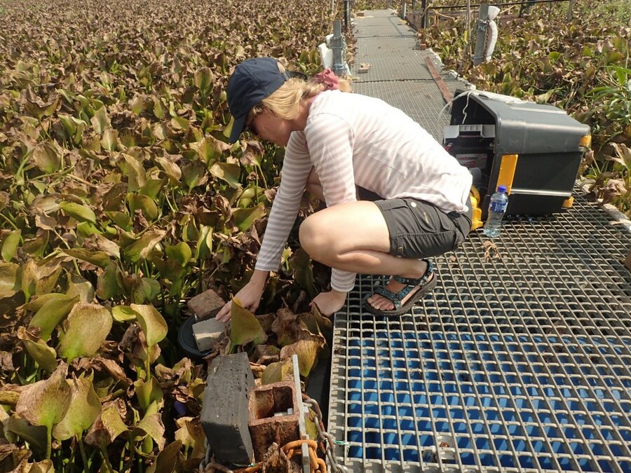 Kirstine Thiemer measuring CO2 and CH4 emission from water hyacinth in Hartbeespoort Dam, South Africa.  