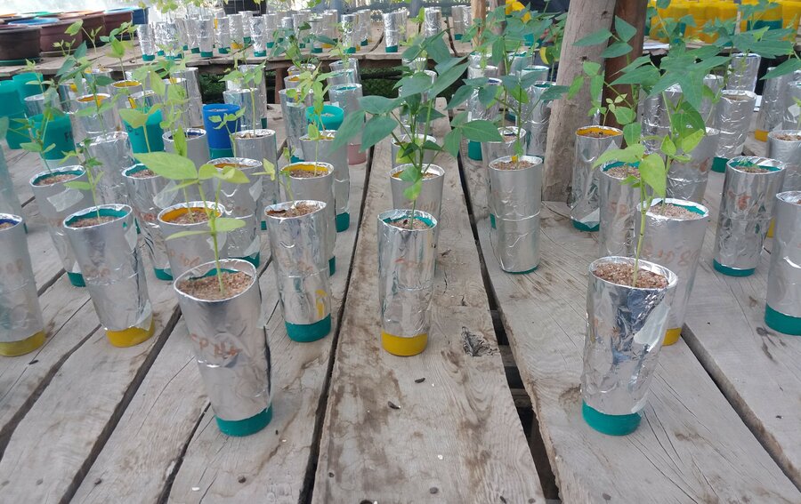 Cow pea plants, inoculated (left) or not (right) with strains of Bradyrhizobium. 