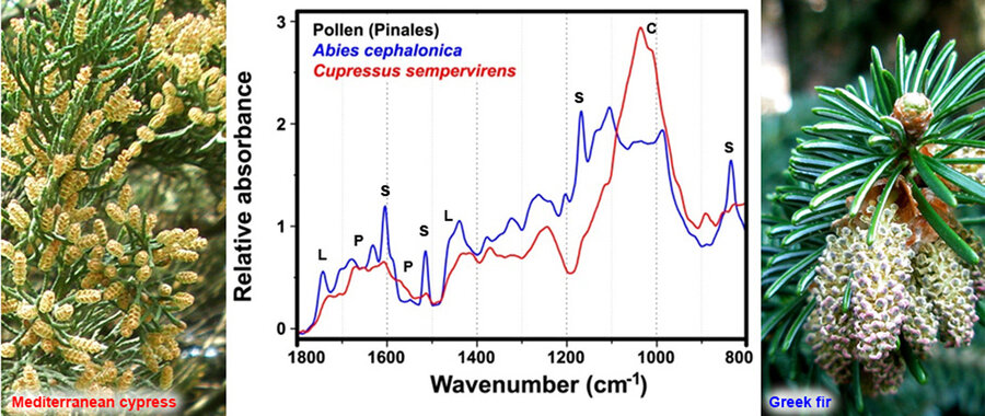Male cones with pollen of Mediterranean cypress (left) and Greek fir (right). The corresponding FTIR spectra of pollen (middle); the marked vibrational bands are associated with lipids (L), proteins (P), sporopollenins (S) and carbohydrates (C).