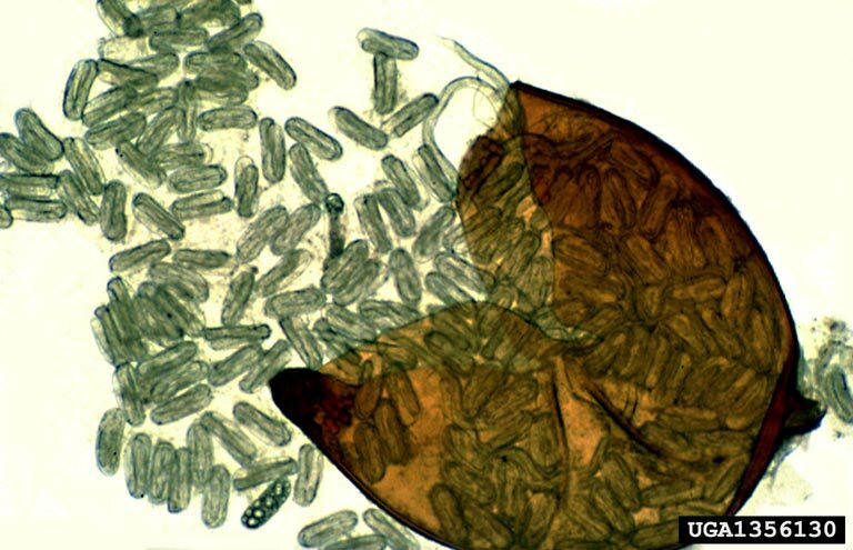 Nematodecyste hvor «barna» kommer ut (NB! Cysten er her åpnet kunstig – det ser ikke slik ut når den klekkes naturlig). 