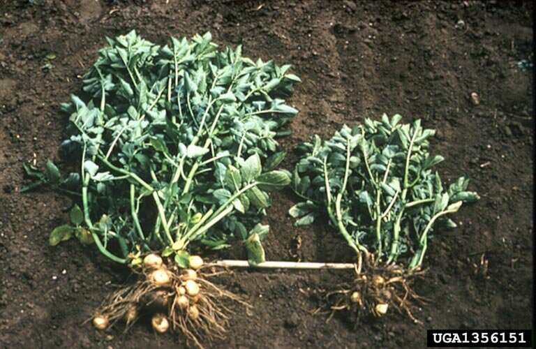 Potetplanter infisert med nematoder til høyre. Planten til venstre er uten nematoder. 
