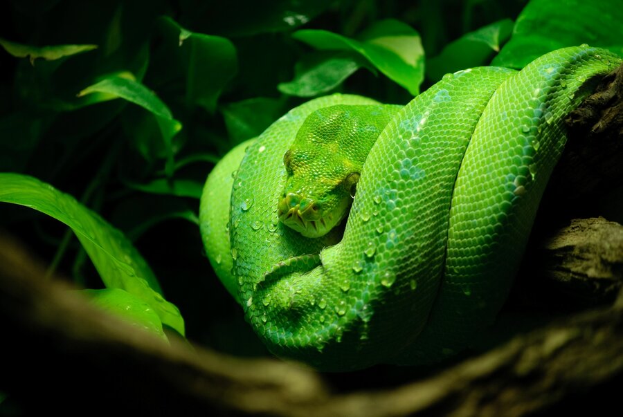 Grønn trepyton er en pytonslange fra Sør-Østlige Asia/Australia som nå er lovlig å holde som hobbydyr i Norge. Men det er viktig å være oppmerksom på at denne arten stiller større krav til riktig luftfuktighet og temperatur enn de andre slangene som nå er