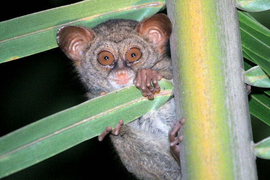 The Sangihe Tarsier is one of the species that is threatened by deforestation and clearing of ground vegetation for coconut production.