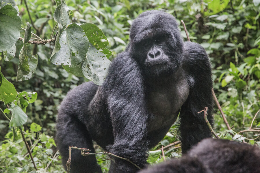 Aper, som denne fjellgorillaen fra Uganda har mange virus som ligner på menneskers.