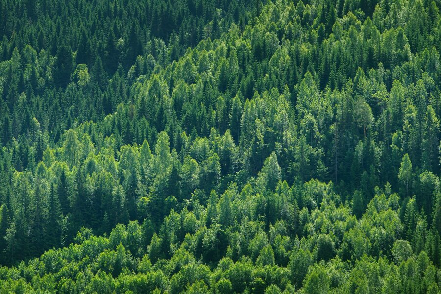 Det norske grantreet er et gjenstridig råmateriale. Det er krevende å prosessere for å kunne brukes effektivt til biodrivstoff og i kjemisk industri, sier Degn Hansen. 