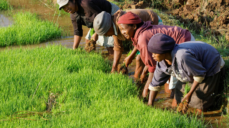 Risproduksjon utgjør 33 % av BNP for Madagaskar