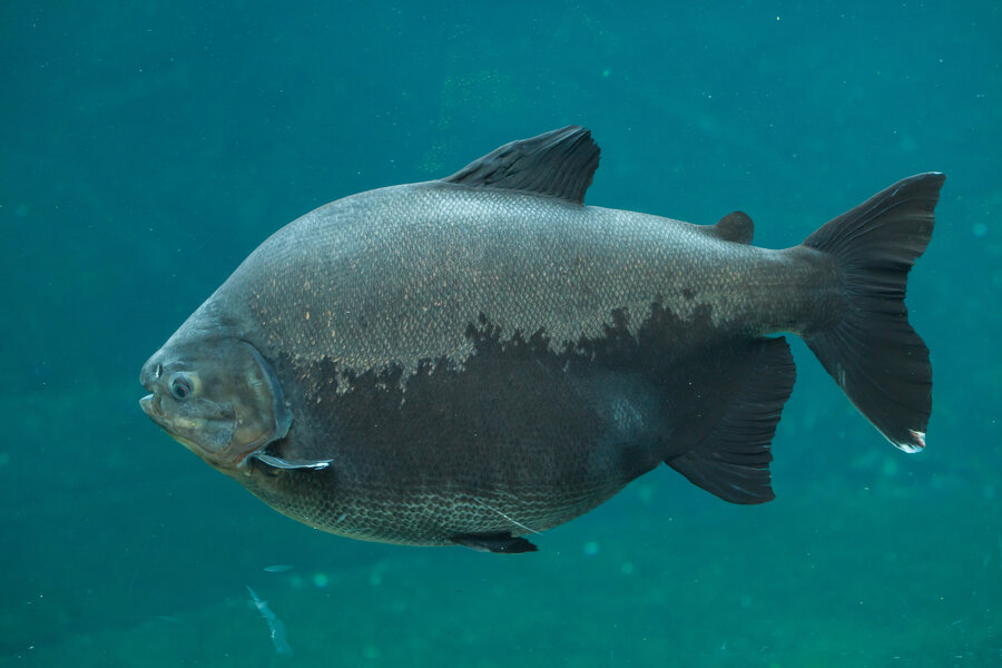 Tambaqui (Colossoma macropomum). Også kjent som pacu, eller kjempepacu. Disse fiskene er frøspisere/spredere og er sterkt truet av overfiske i mange områder. 