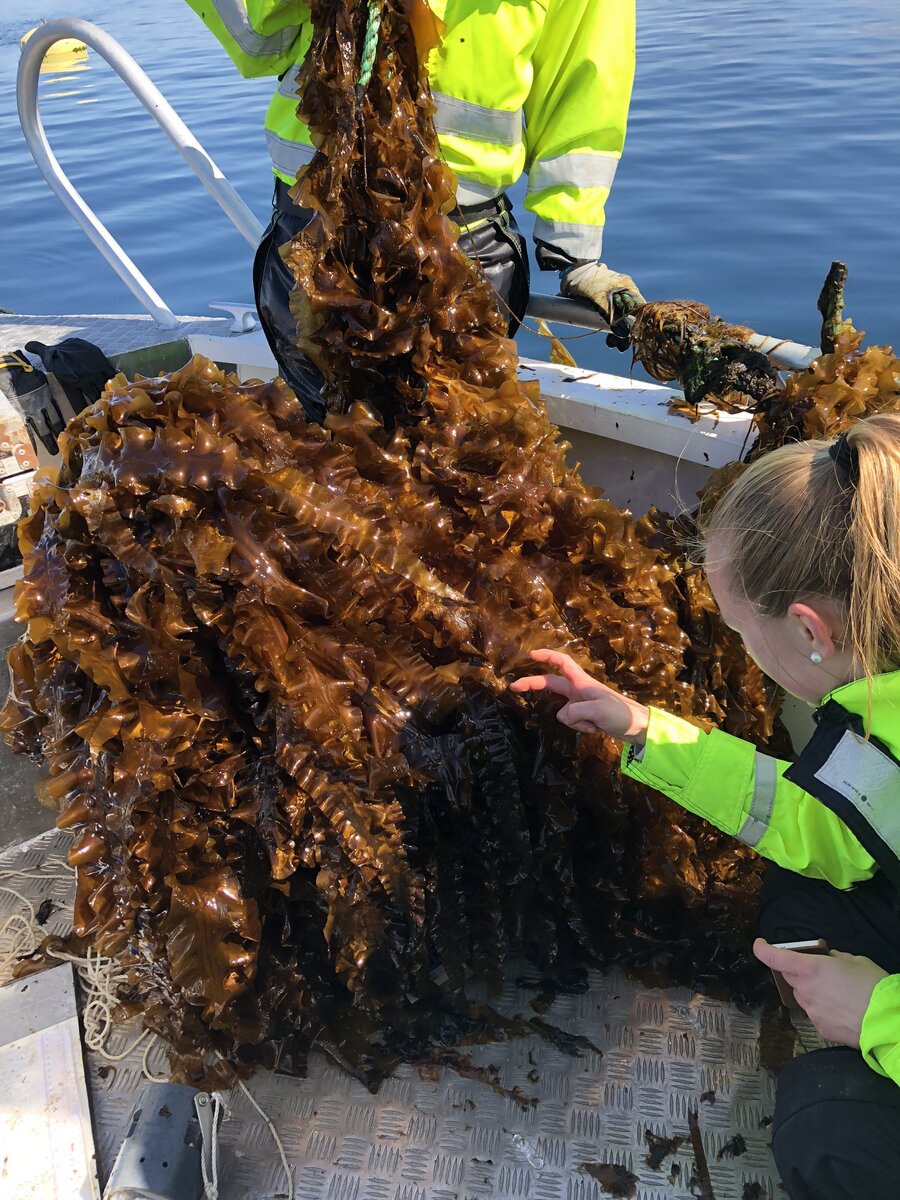 Cultivated sugar kelp was harvested near Frøya in May. The photo is taken by SINTEF Ocean, one of the partners in the pilot project.