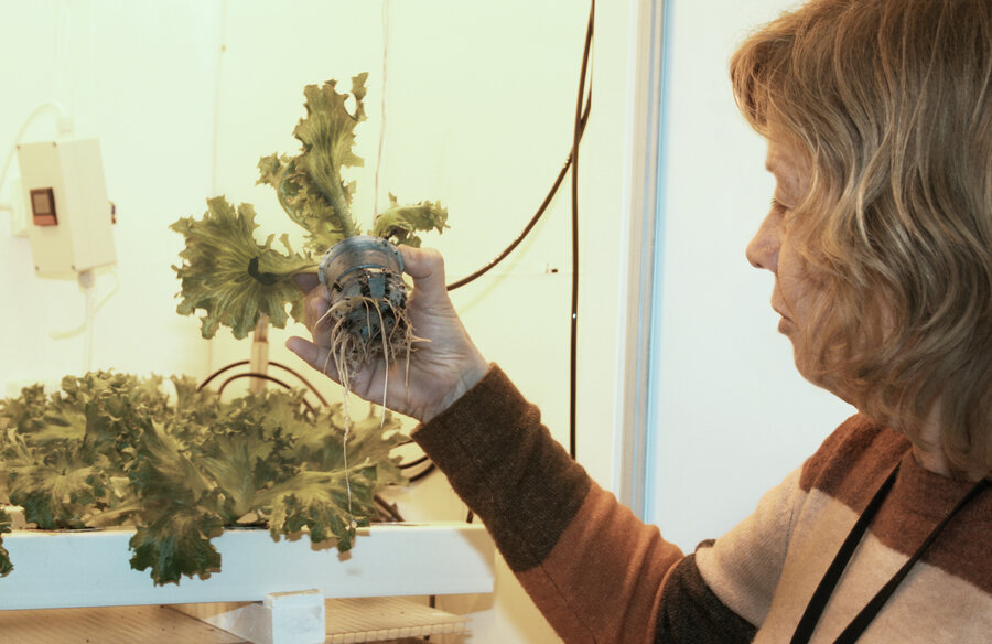 Professor Sissel Torre forteller at plantene utvikler vannrøtter, som har mindre forgreninger enn jordrøtter, er tjukkere, kraftigere og vannfylte