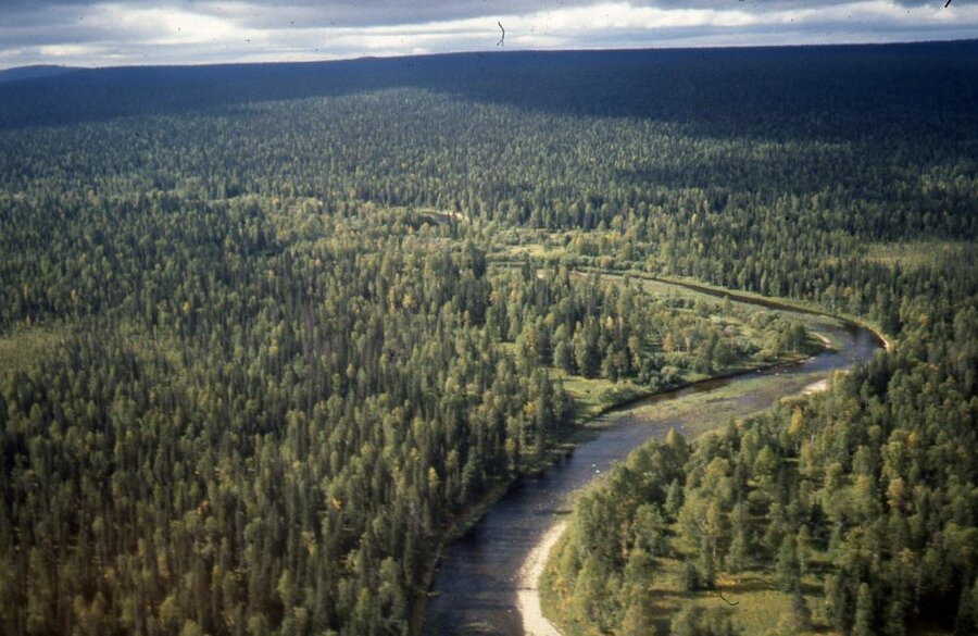 Skog kan skape nye næringsveier.