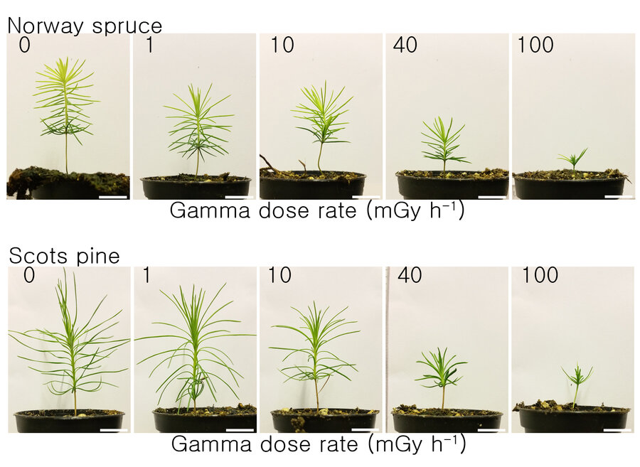 Sammenlignbare data viser at bartreartene gran og furu får betydelig DNA-skade og veksthemming når de utsettes for gammastråling. 