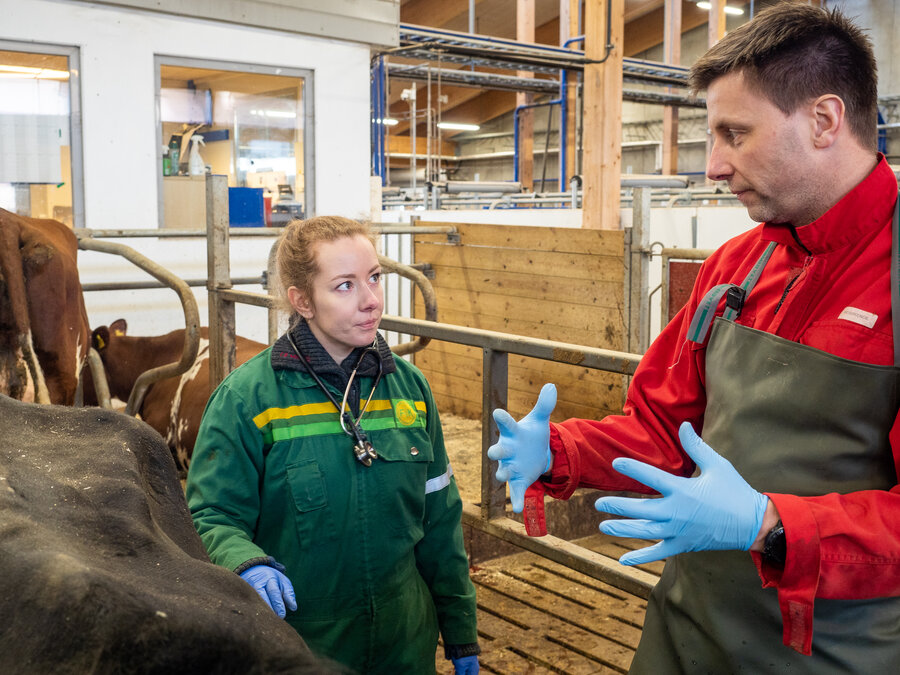 Veterinærstudent Merethe Stordalen blir undervist av veterinær ved Ambulatorisk klinikk, Sindre Nelson. Det er mange svært tøffe og dyktige jenter på veterinærstudiet som gjør en glimrende jobb når de er ferdig utdannet. 