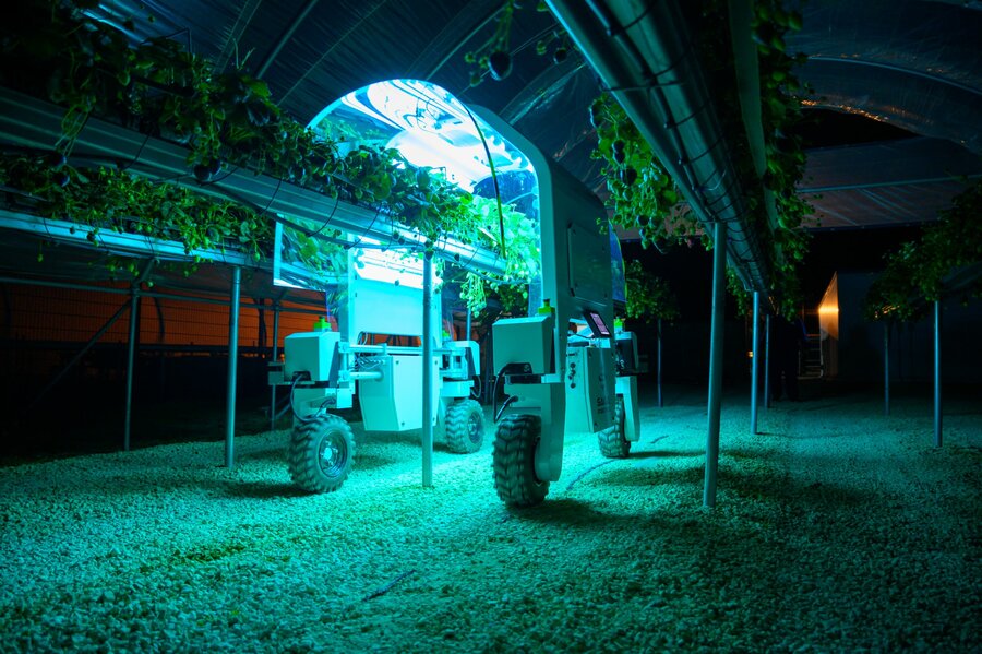 Thorvald utfører lysbehandling av jordbærplanter om natten.