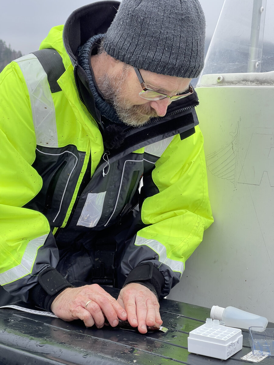 Thrond Haugen undersøker fisk i Oslofjorden.  