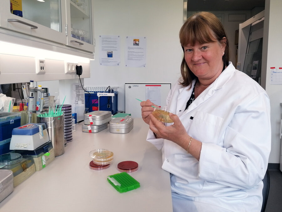 Førsteamanuensis Toril Lindbäck NMBU Veterinærhøgskolen forsker på hva som gjør at EHEC-bakterien blir ekstra farlig.