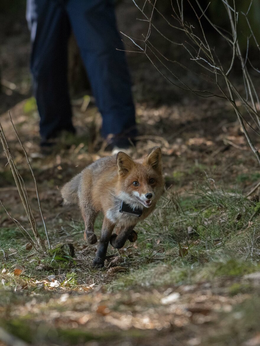fox being released
